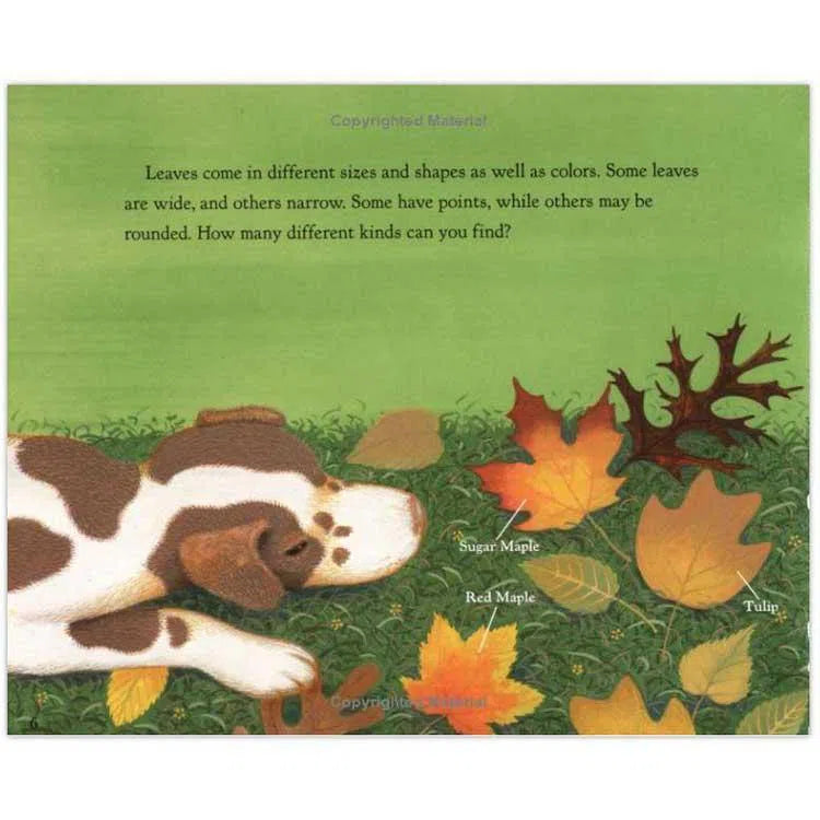 Why Do Leaves Change Color? (Paperback) Harpercollins US