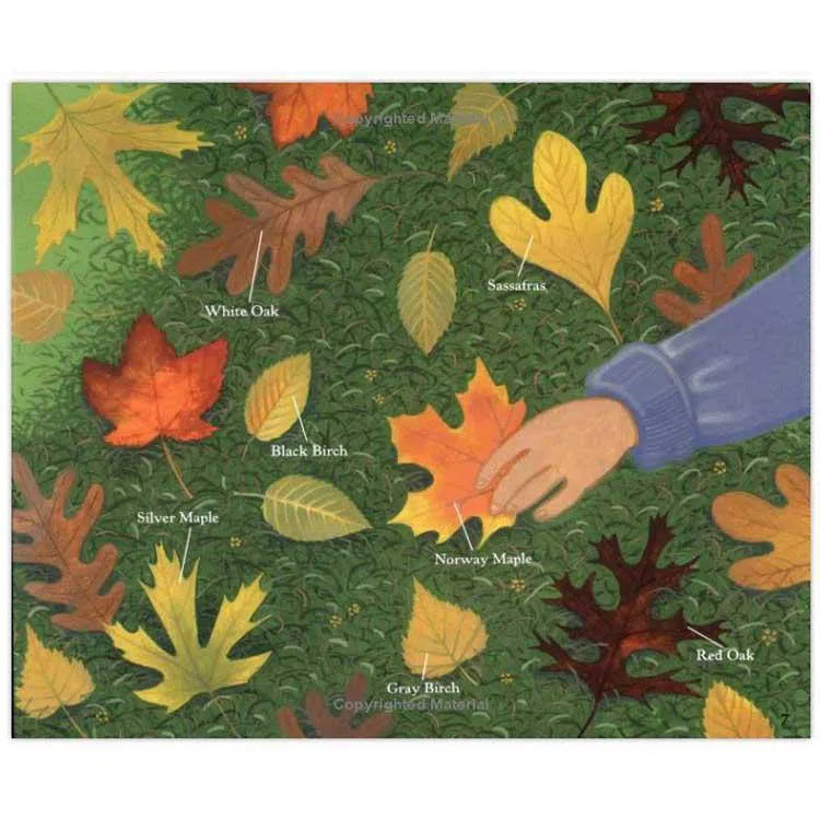 Why Do Leaves Change Color? (Paperback) Harpercollins US