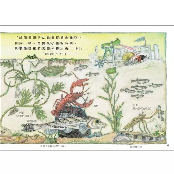 雨蛙生態旅行團：池塘發現之旅 (松岡達英)-故事: 兒童繪本 Picture Books-買書書 BuyBookBook