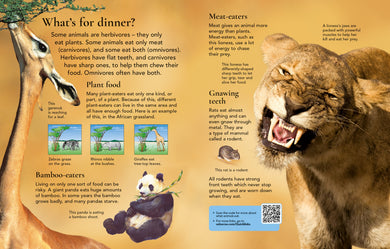 First Encyclopedia of Animals interior 1 (ISBN 9781836041641) [onix-asset:69e6cc367cfc8039611175ca3d8b3e8f4ba59425b11b62c91963ebb9c476fa02]