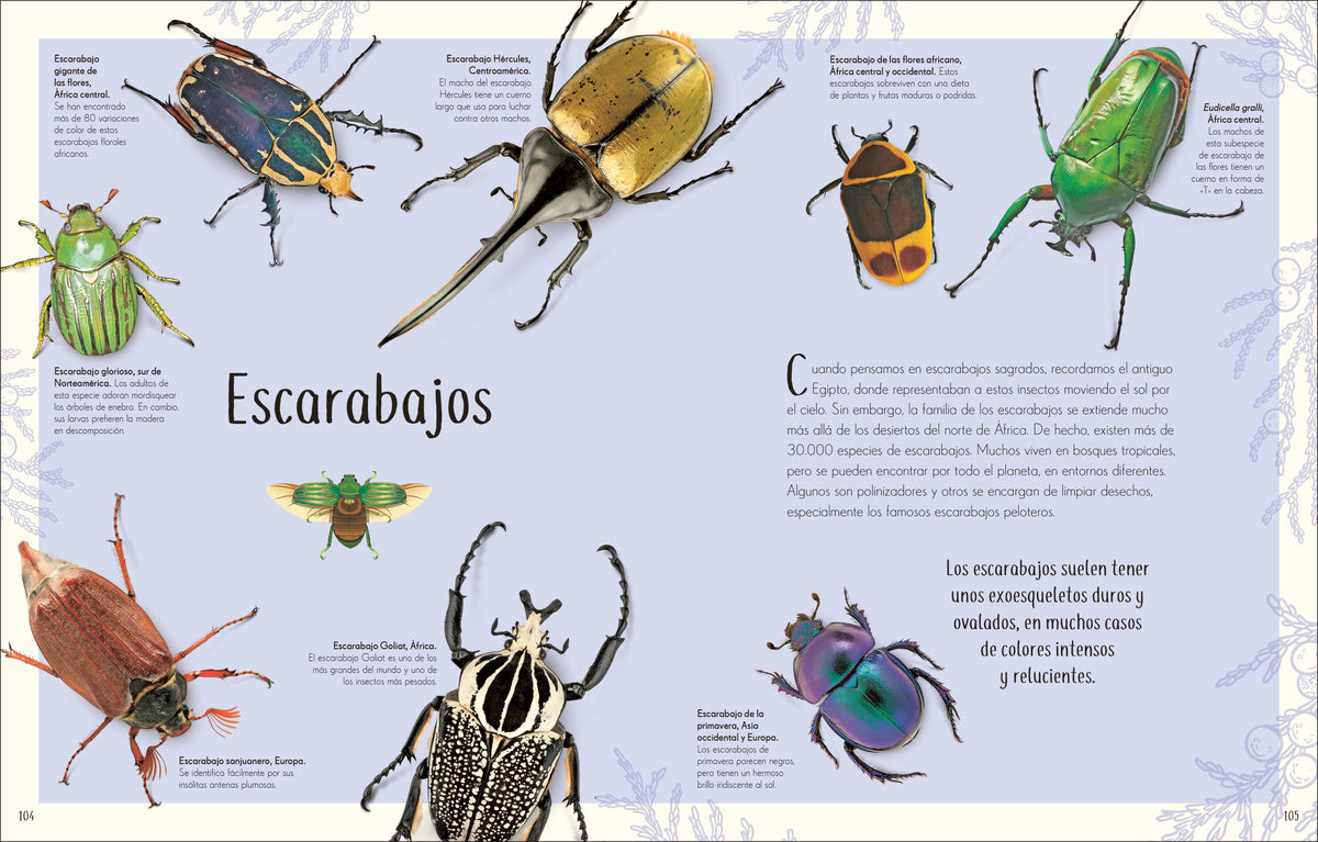 Antología de insectos extraordinarios (An Anthology of Remarkable Bugs) interior 4 (ISBN 9798217313037) [onix:e88dbb6cfe7cb398085ebccc0d581685]
