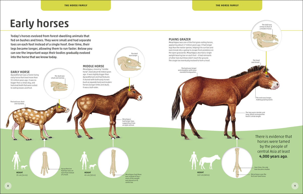 Horses & Ponies interior 1 (ISBN 9780241446638) [onix-asset:2416e9a8ad9766a26aa37db955c20a83e2f9978494603657bd6fee55bbfee049]