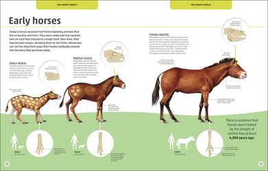 Horses & Ponies interior 1 (ISBN 9780241446638) [onix-asset:2416e9a8ad9766a26aa37db955c20a83e2f9978494603657bd6fee55bbfee049]