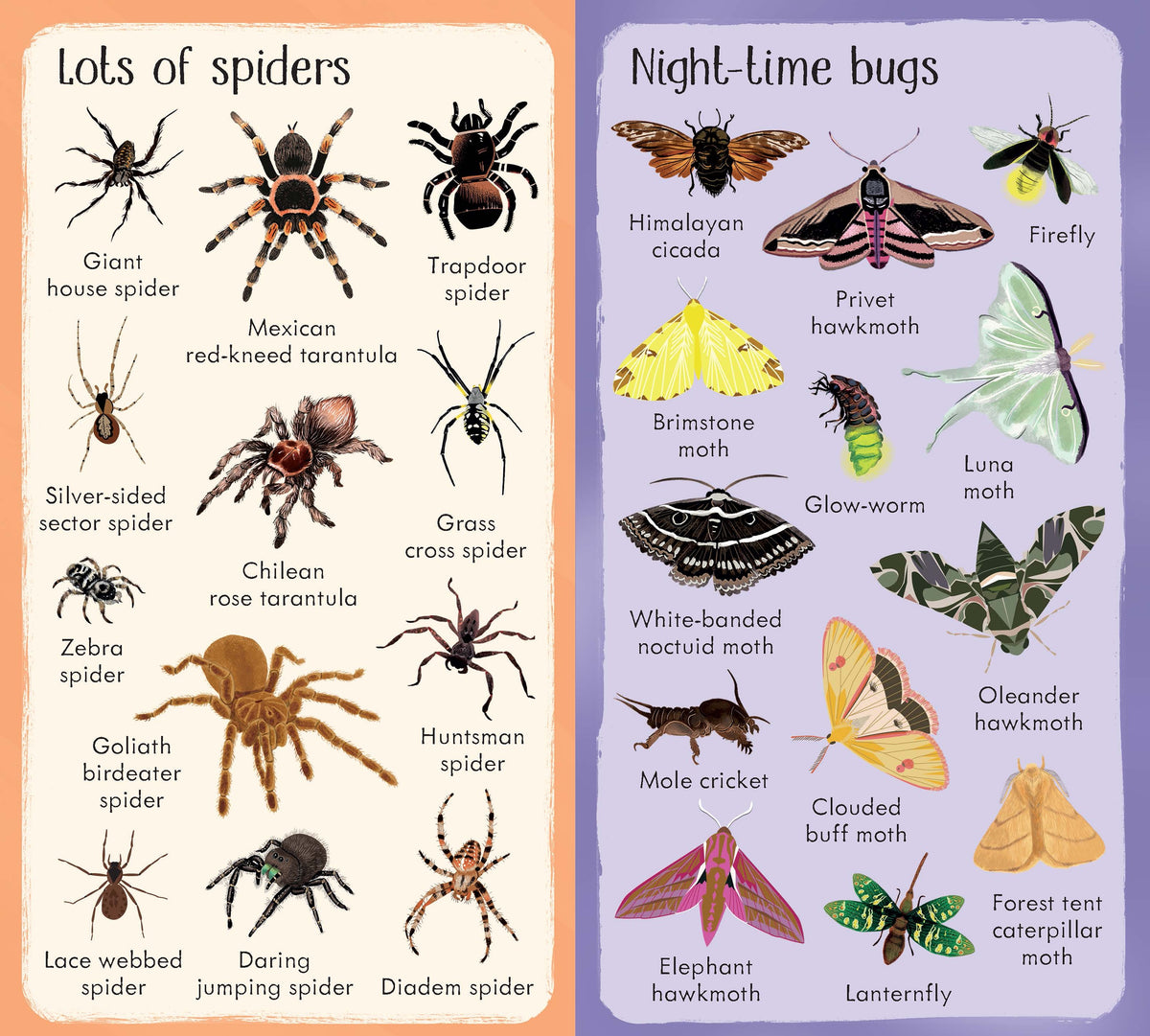 199 Bugs interior 1 (ISBN 9781474965200) [onix-asset:9d547f637c50720a42356aecd8e0fcafb556ac688f2545c77a454ba68affe4e5]