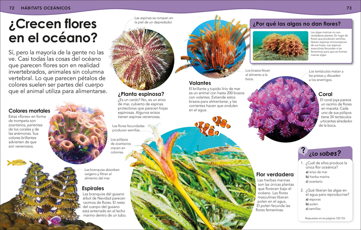 ¿Sabías qué? Océanos (Did You Know? Ocean) interior 4 (ISBN 9798217129737) [onix:3a774b9ff4eefc66108f45394450061a]