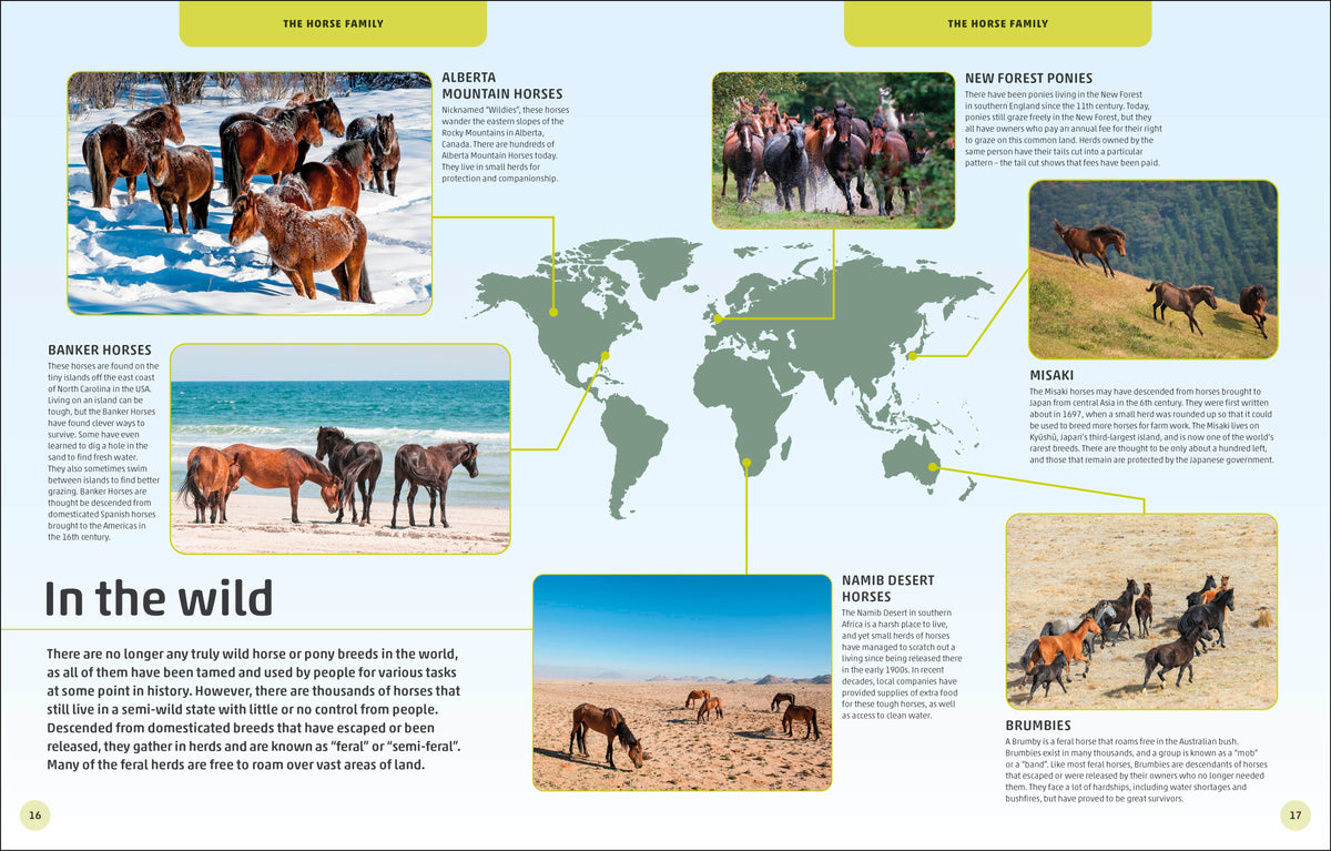 Horses & Ponies interior 2 (ISBN 9780241446638) [onix-asset:a56dbe21483e50714dc7b1055d4e6467c2bab0ba61f0f3b6b7f0433cbb88447d]