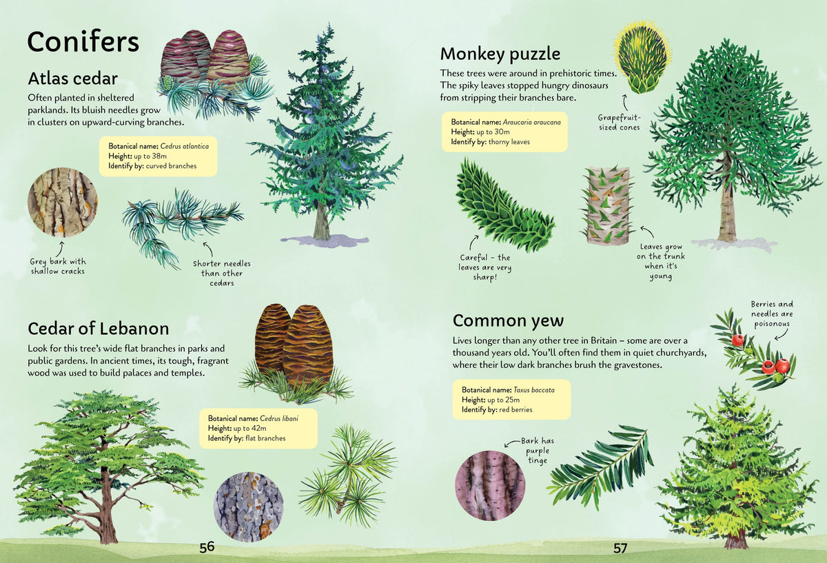 Spotter's Guides: Trees interior 1 (ISBN 9781805073000) [onix-asset:43257fe6dee319ce018083d3b8e0fe0176effe4c3df21eaa9d306d250cd38e7e]