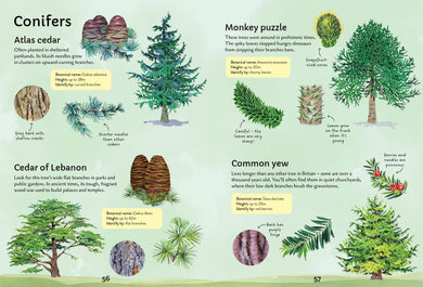 Spotter's Guides: Trees interior 1 (ISBN 9781805073000) [onix-asset:43257fe6dee319ce018083d3b8e0fe0176effe4c3df21eaa9d306d250cd38e7e]