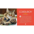 Cat Tales (Hardback) National Geographic