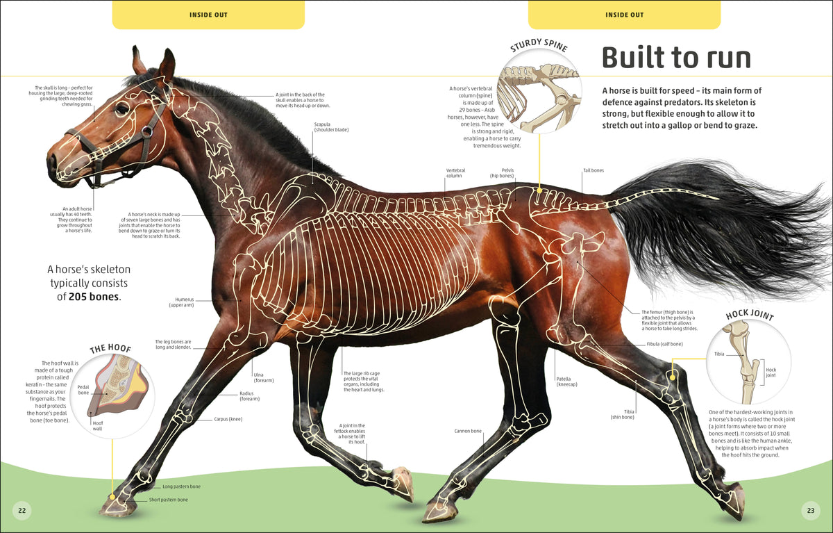 Horses & Ponies interior 3 (ISBN 9780241446638) [onix-asset:8e0990ab5caf1a73fa92542572d1917c90f5d6c3f91553abfe14d4f7e0dee0e5]