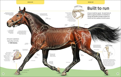 Horses & Ponies interior 3 (ISBN 9780241446638) [onix-asset:8e0990ab5caf1a73fa92542572d1917c90f5d6c3f91553abfe14d4f7e0dee0e5]