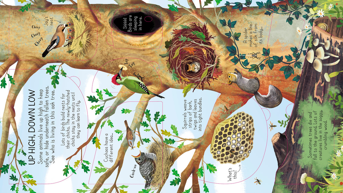 Look Inside Animal Homes interior 1 (ISBN 9781474942928) [onix-asset:b41f97c9274d2a6e509b0b5846cc01e946f452bd4f698301d849fee8ff7ba9d1]
