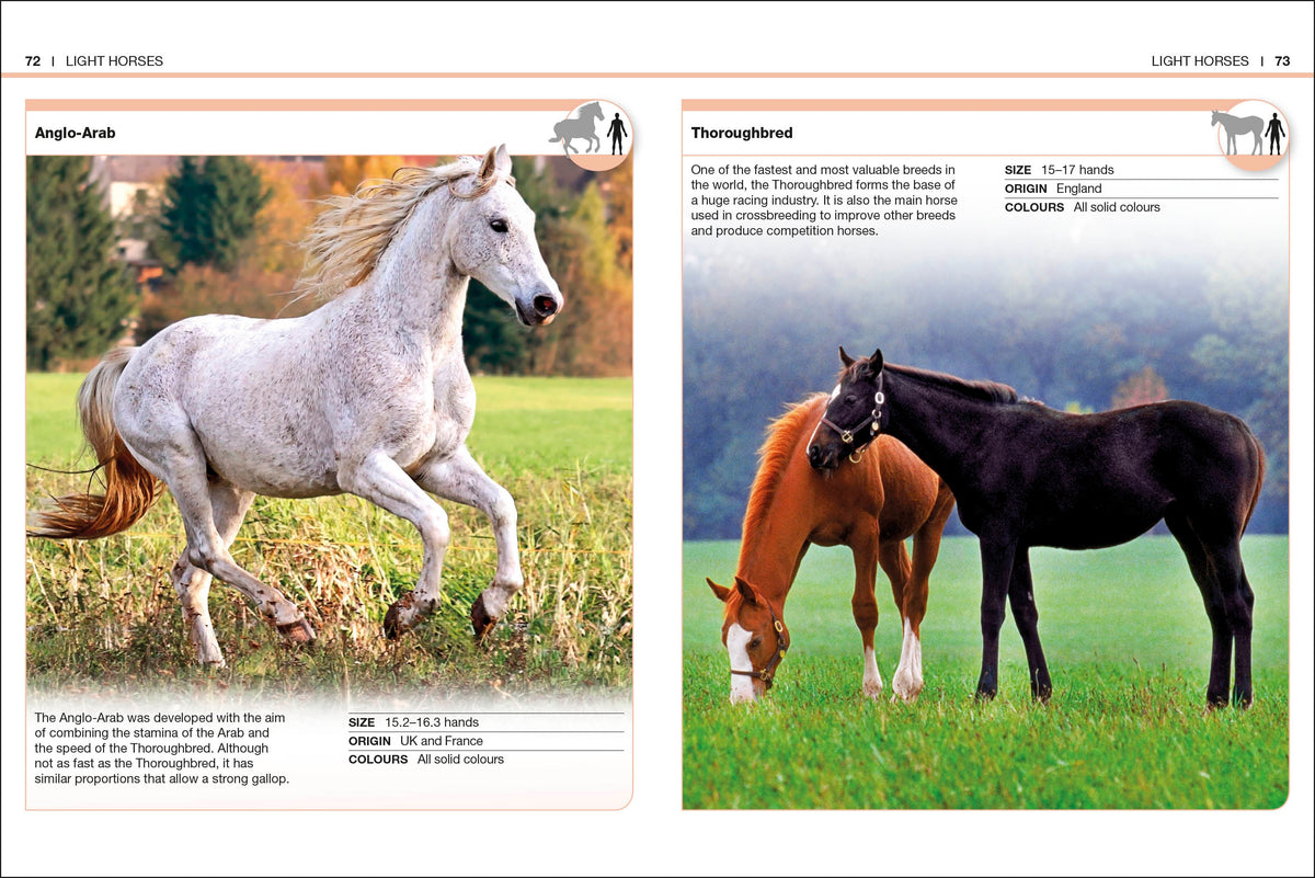 Pocket Eyewitness Horses interior 3 (ISBN 9780241343661) [onix-asset:e0c6f7856b006c11ecd7913a7de475ace320d217c9c535f48a7b6b3b3cda9e54]
