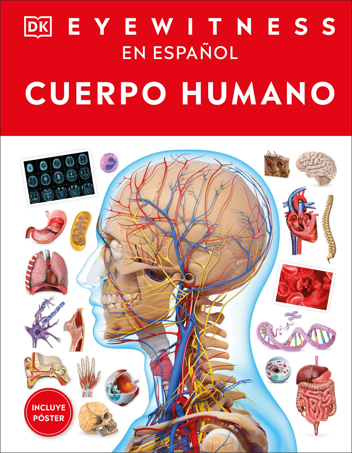 Eyewitness: Cuerpo humano (Human Body) cover (ISBN 9798217130047) [onix:0d4089951a5ba01b1300c579f81b9374]