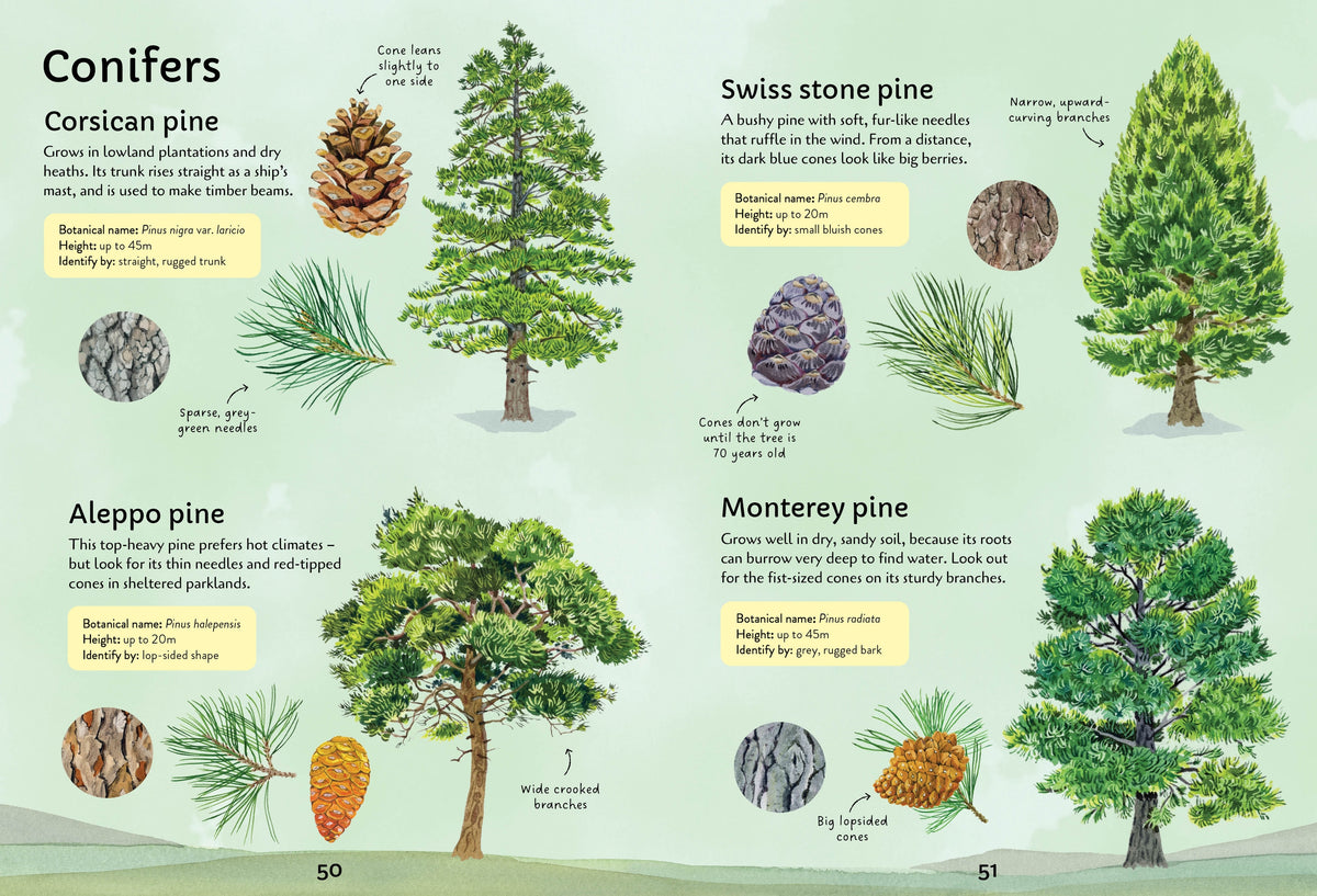Spotter's Guides: Trees interior 1 (ISBN 9781805073000) [onix-asset:1afc6e2a3acbf8ca17656db46f609f76651366a5677969898f9f3d7e8482a321]