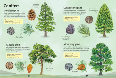Spotter's Guides: Trees interior 1 (ISBN 9781805073000) [onix-asset:1afc6e2a3acbf8ca17656db46f609f76651366a5677969898f9f3d7e8482a321]