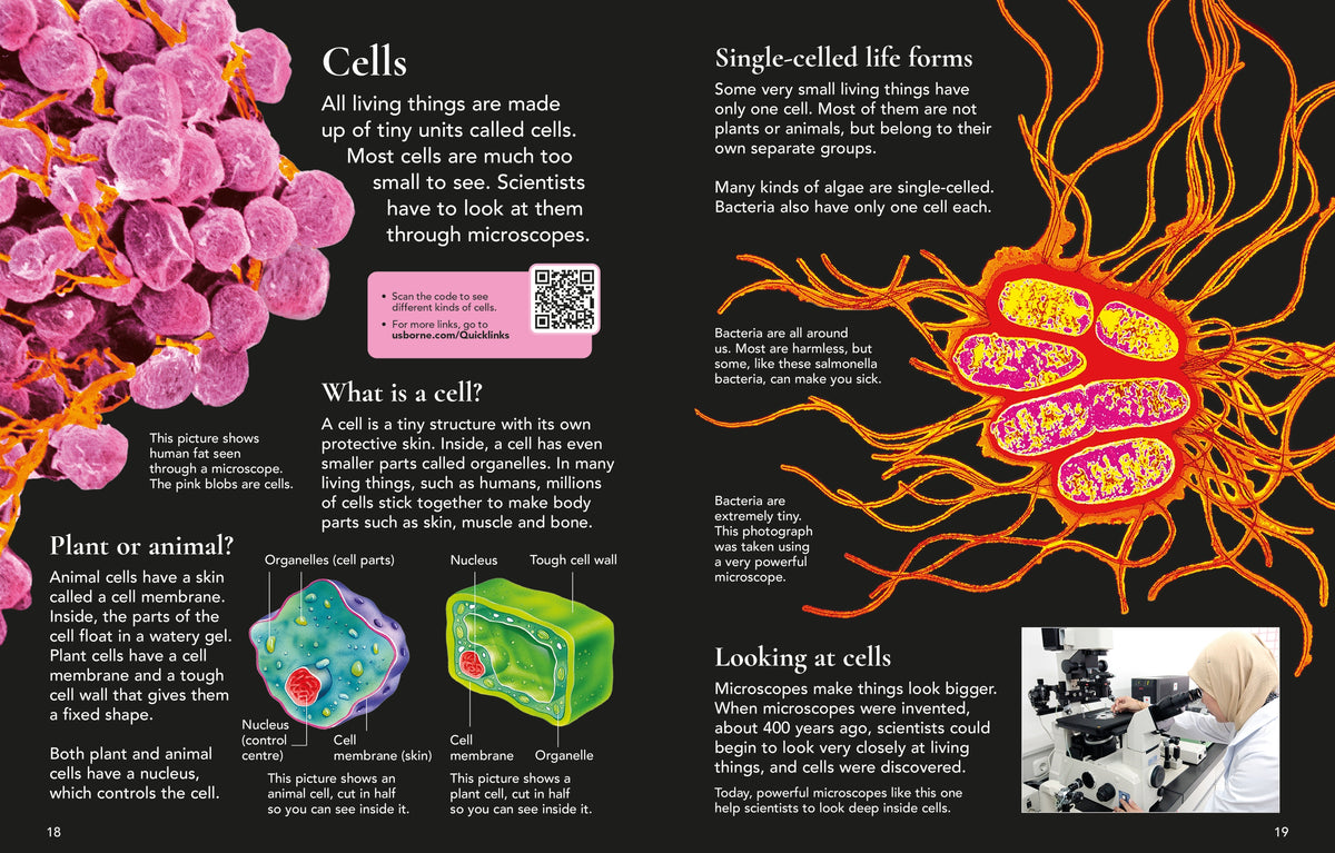 First Encyclopedia of Science interior 1 (ISBN 9781836041627) [onix-asset:5168eefef0e847b46968a1439ce03a6e559759c236272efea39d733cc19b8d88]