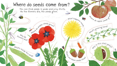 First Questions and Answers: How do flowers grow? interior 1 (ISBN 9781409582137) [onix-asset:dd3f3b98ea7678344073d62a34a97d9a3d59402b5aee3a93de83d406d2a39c5a]