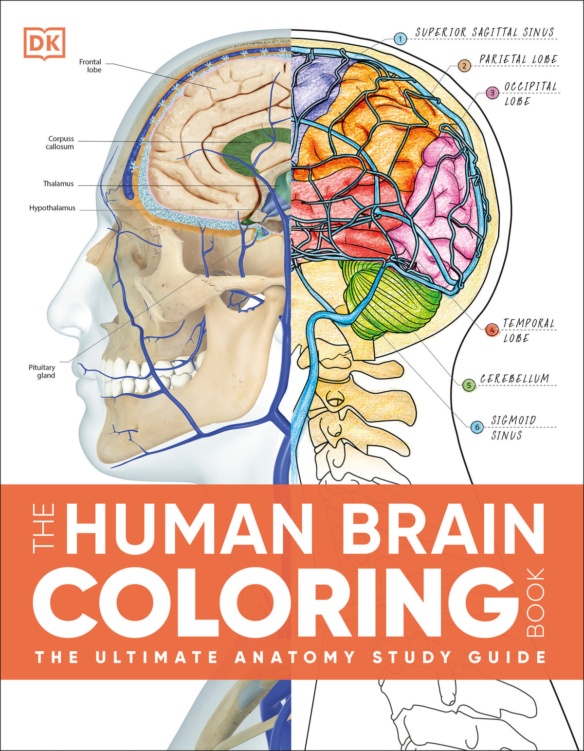The Human Brain Coloring Book cover (ISBN 9798217494316) [onix-asset:cdf3310c616f0c083cc460f080833edc9aca6332d7c5988d7df51e9634b9ecd1]
