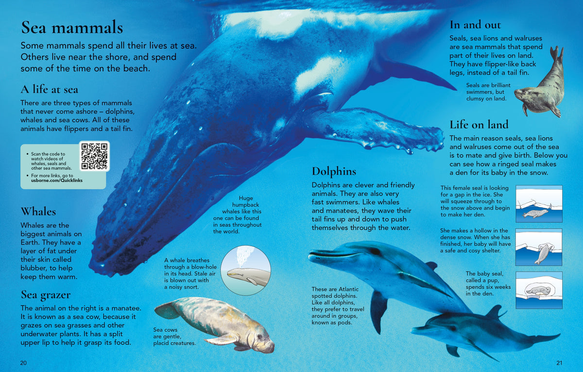 First Encyclopedia of Animals interior 1 (ISBN 9781836041641) [onix-asset:88d1f70bd22ddef93a6140d5428a055e08b60aef92f7d9c0a95ce8dd8db57b41]
