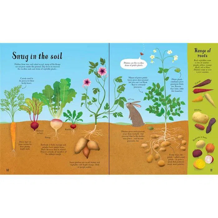 It all starts with a Seed… how food Grows Usborne