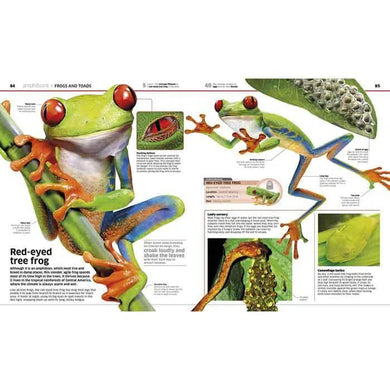 Knowledge Encyclopedia Animal (Hardback) DK UK