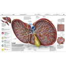 Knowledge Encyclopedia Human Body!-Children’s / Teenage reference: Encyclopaedias, general reference-買書書 BuyBookBook