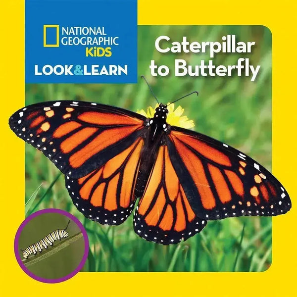 NGK Look and Learn: Caterpillar to Butterfly (Board Book) National Geographic