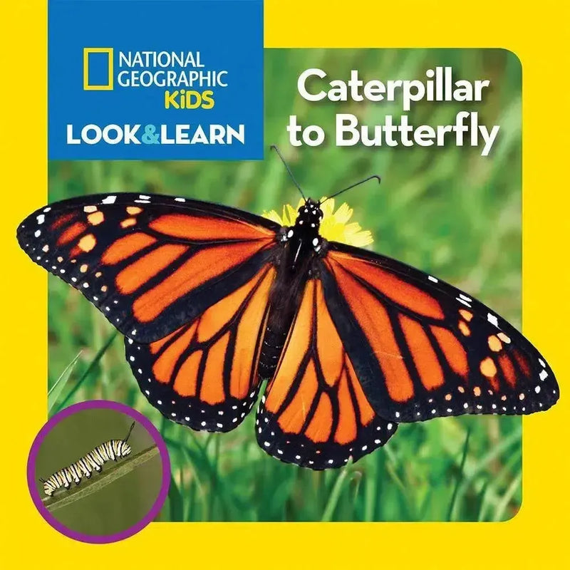 NGK Look and Learn: Caterpillar to Butterfly (Board Book) National Geographic