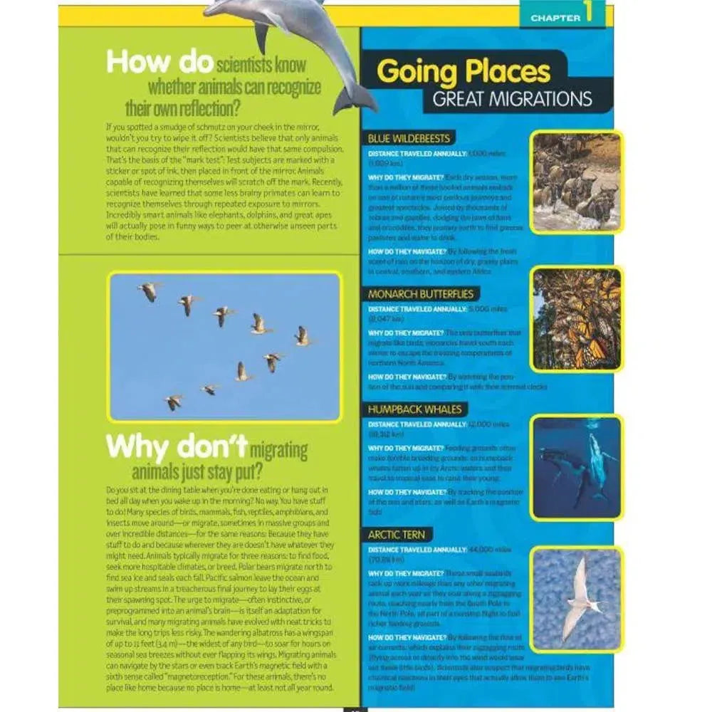 NGK: Why Not? (Hardback) National Geographic