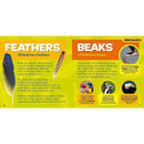 National Geographic Little Kids First Big Book of Birds-Children’s / Teenage general interest: Birds-買書書 BuyBookBook