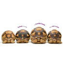 NGK: Animal Ark (Hardback) National Geographic