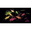 NGK: Animal Ark (Hardback) National Geographic