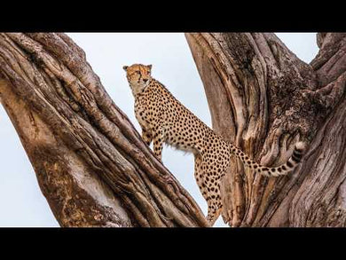 Into Africa