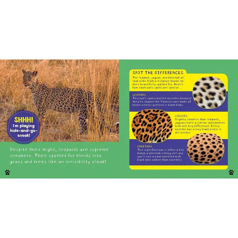 NGK: So Cool! Leopards (Hardback) National Geographic