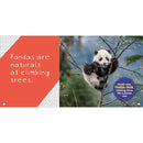 NGK: So Cute! Pandas (Hardback) National Geographic