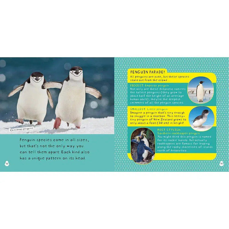 NGK: So Cute! Penguins (Hardback) National Geographic