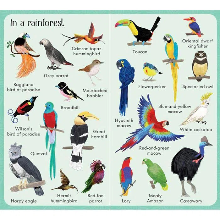 Usborne 199 Birds Usborne