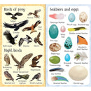 Usborne 199 Birds Usborne