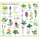 Usborne 199 Flowers Usborne