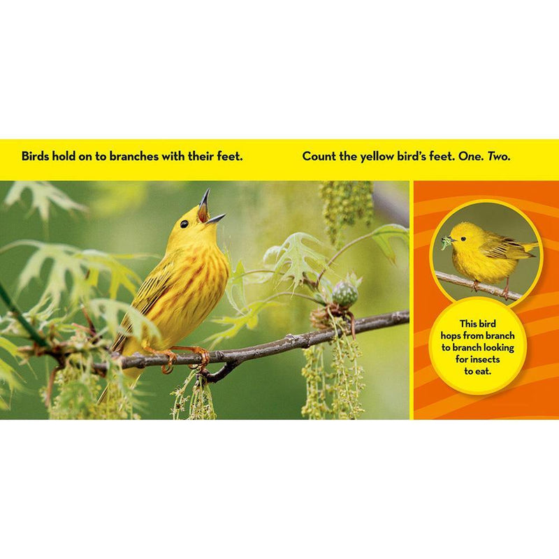 NGK Look and Learn: Birds (Board Book) National Geographic