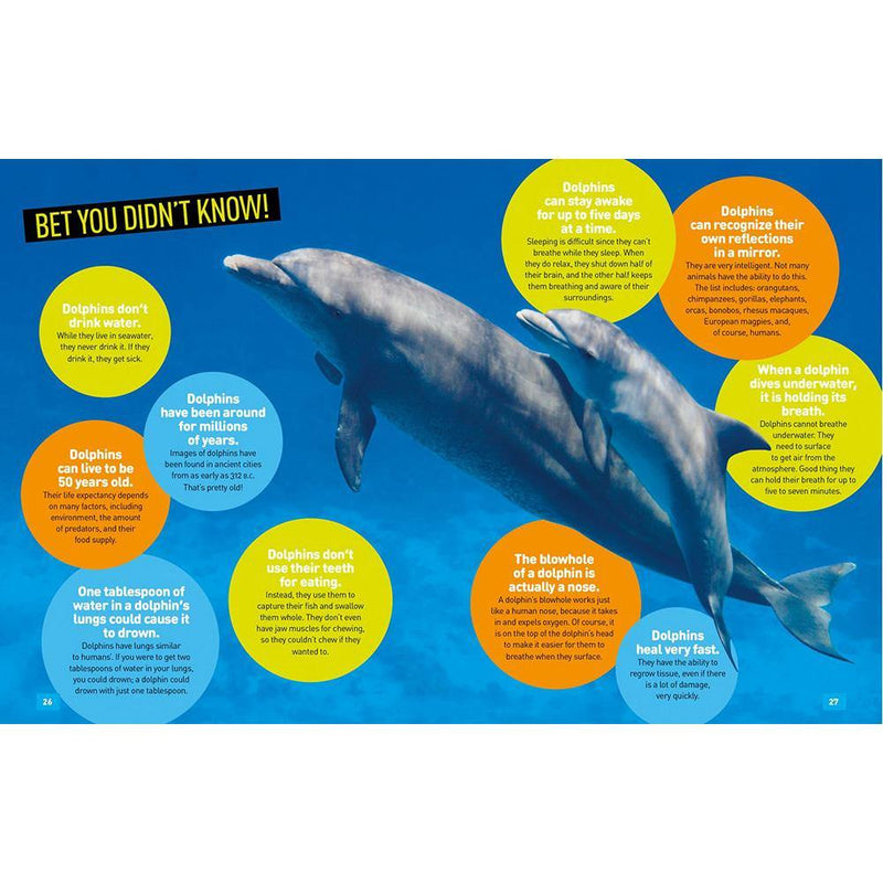 NGK Absolute Expert: Dolphins (Hardback) National Geographic