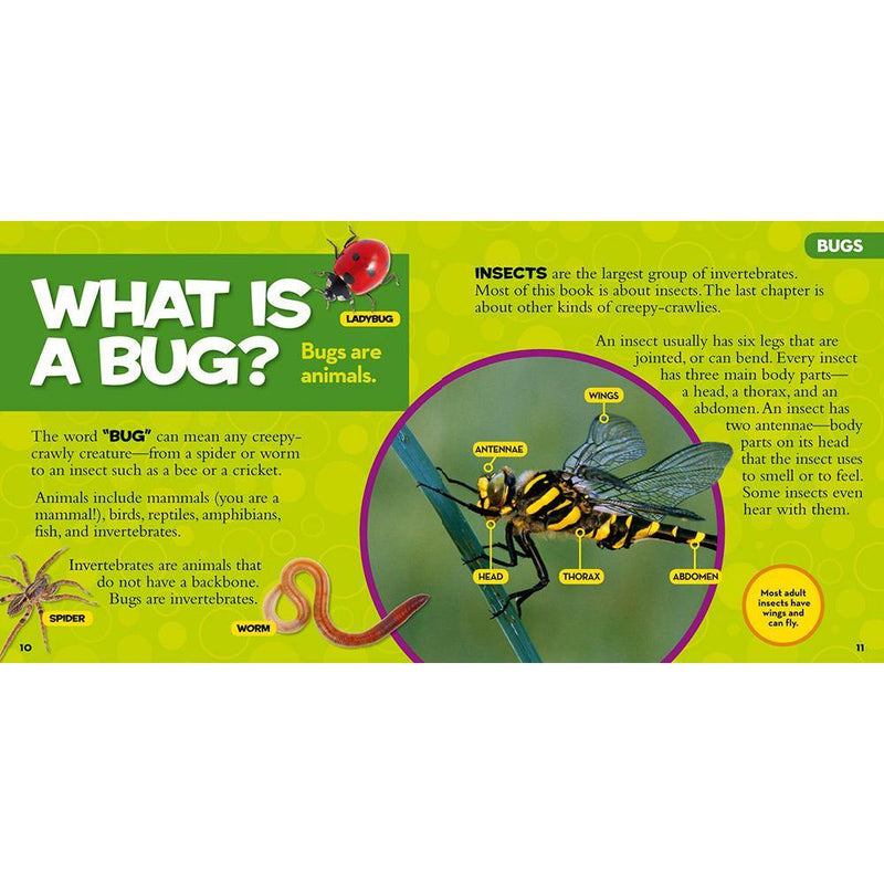 NGK Little Kids First Big Book of Bugs (Hardback) National Geographic