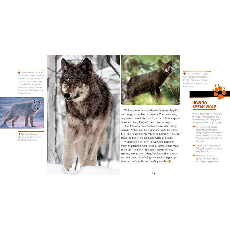 NGK Face to Face with: Wolves National Geographic