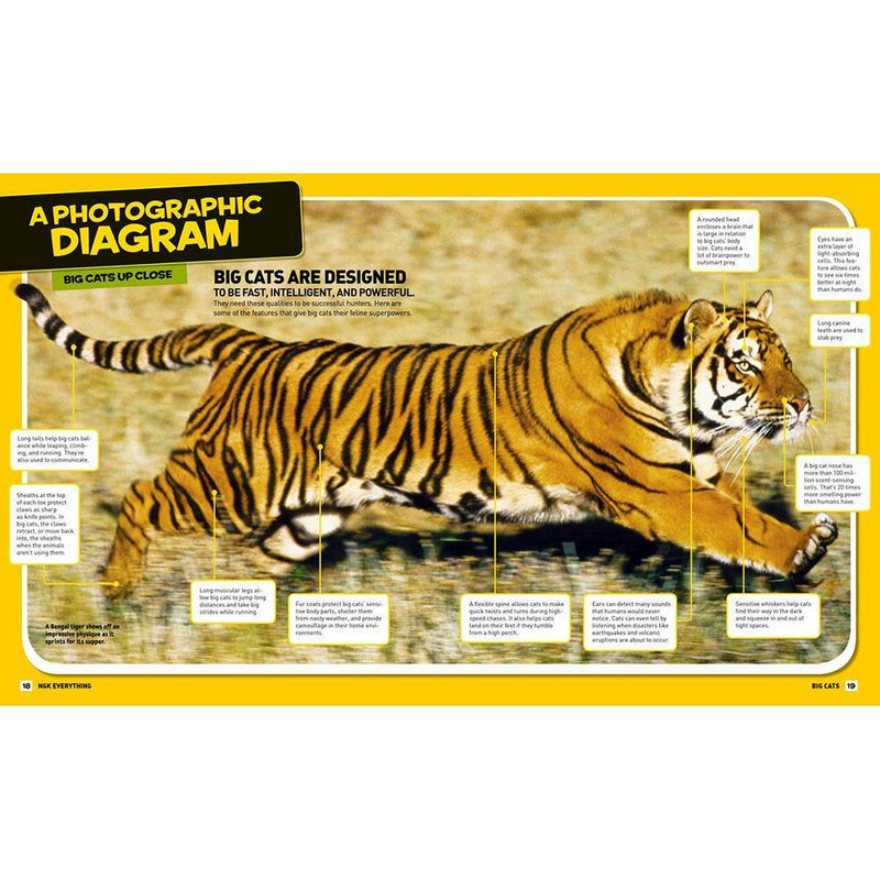 NGK: Everything Big Cats National Geographic