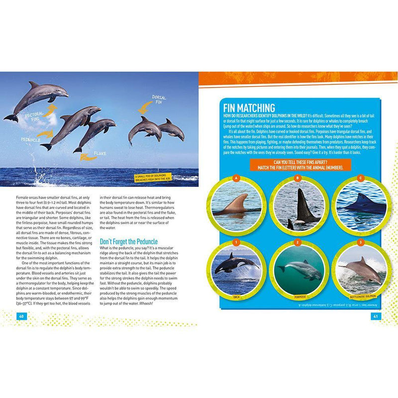 NGK Absolute Expert: Dolphins (Hardback) National Geographic