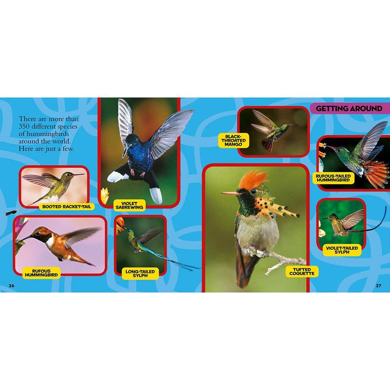 NGK Little Kids First Big Book of Birds (Hardback) National Geographic
