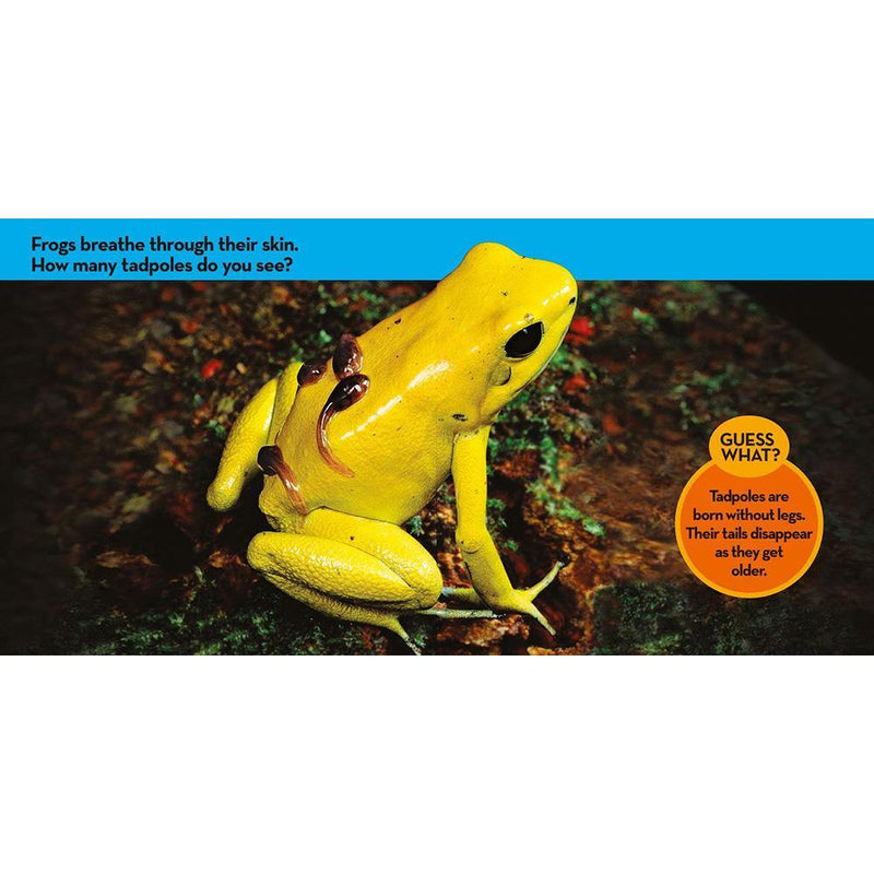 NGK Look and Learn: Baby Animals (Board Book) National Geographic