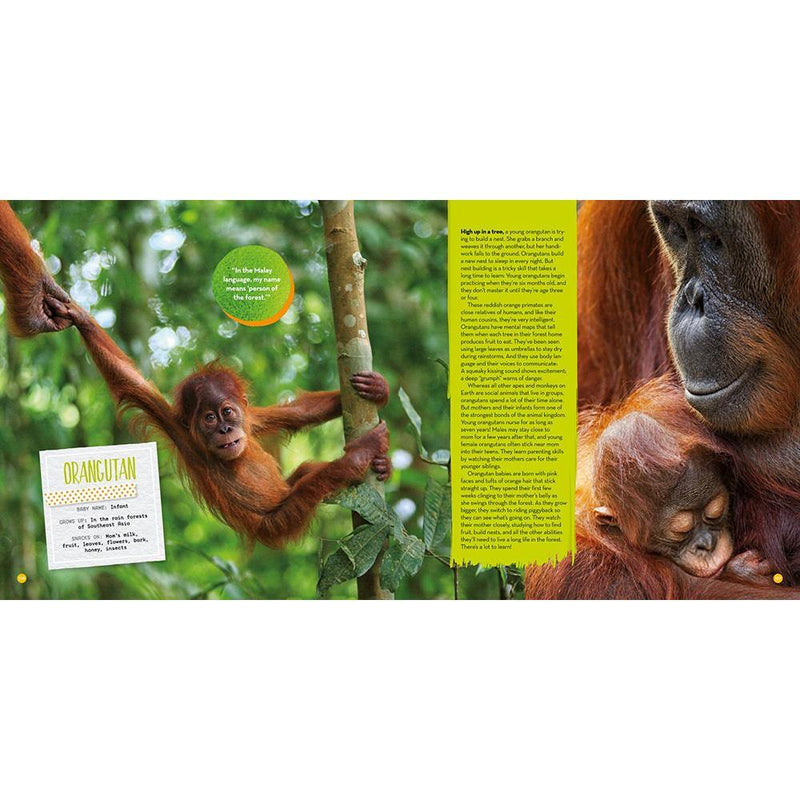 NGK: Hey, Baby (Hardback) National Geographic