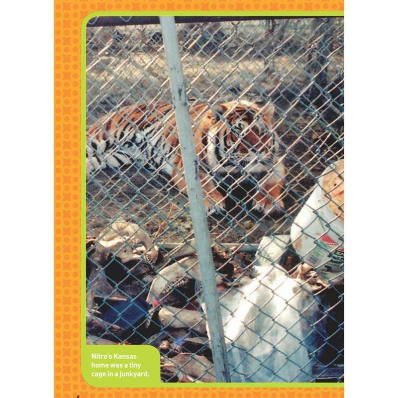 Tiger in Trouble (National Geographic Kids Chapters) National Geographic